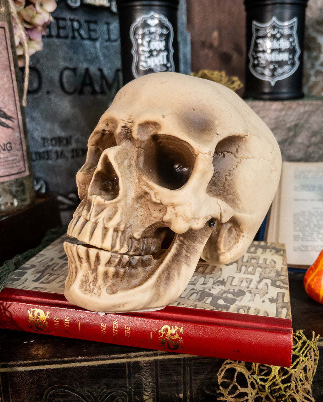 Anthropo Skull
