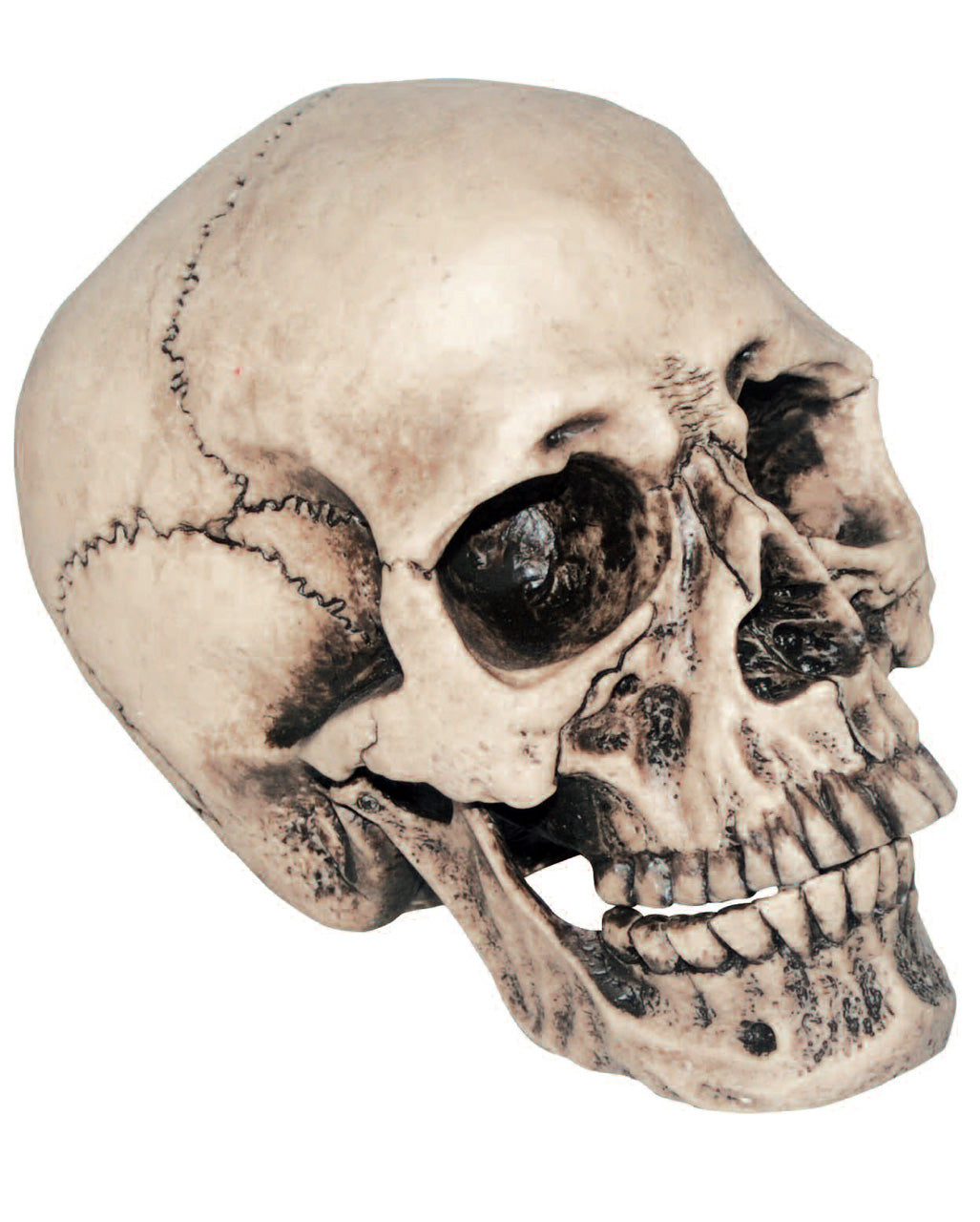 Anthropo Skull