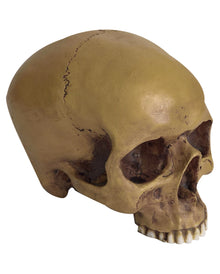 Antiker Totenkopf ohne Unterkiefer 19cm