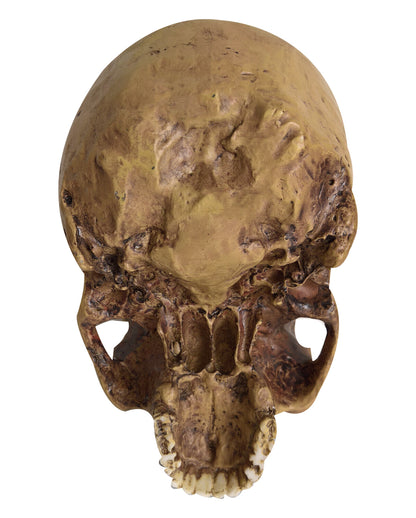 Antique Skull Without Lower Jaw 19cm