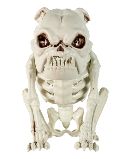Bulldogge Hundeskelett als Halloween Deko 24cm