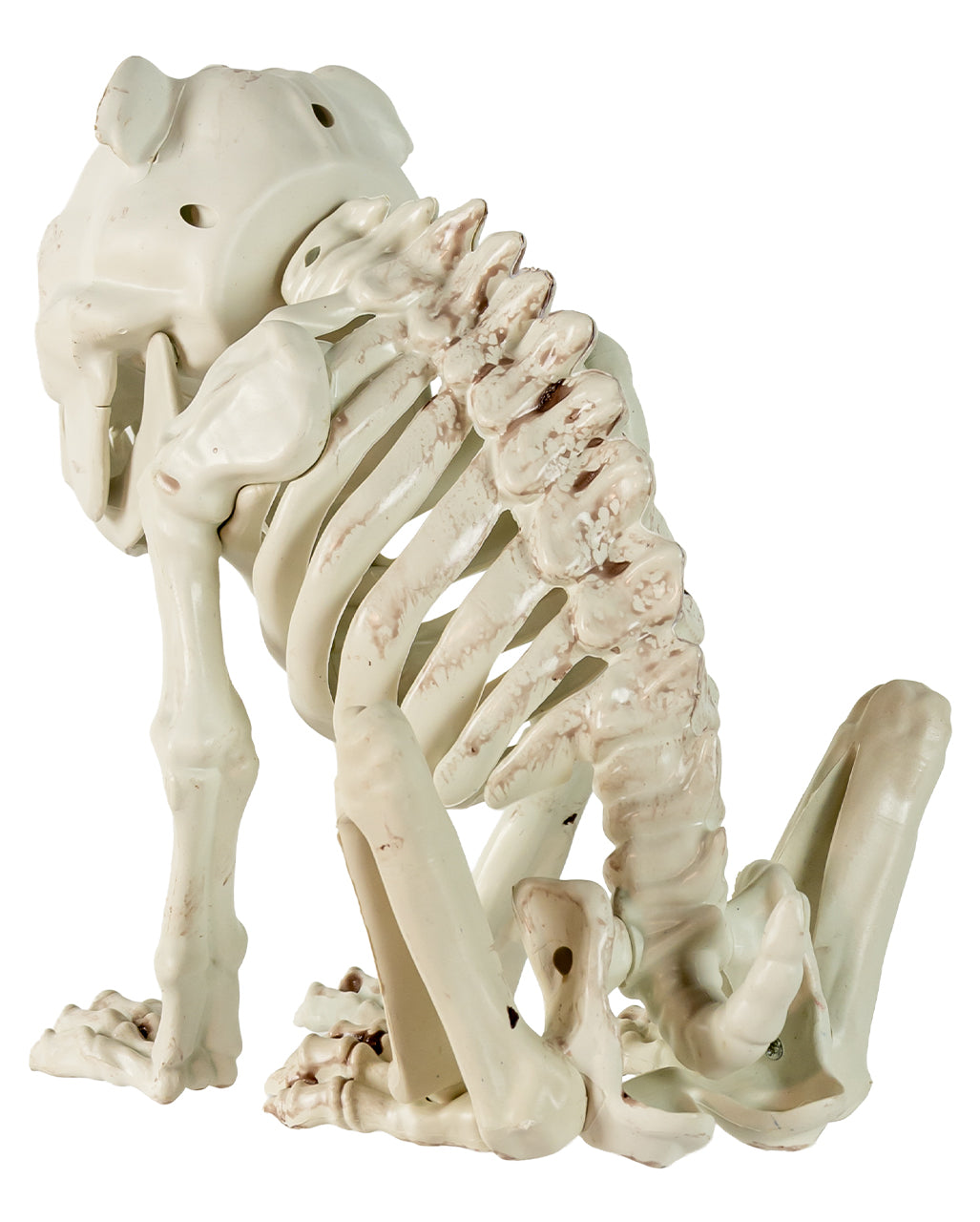 Bulldogge Hundeskelett als Halloween Deko 24cm
