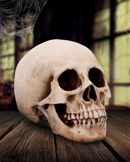 Craniology Totenschädel 16cm