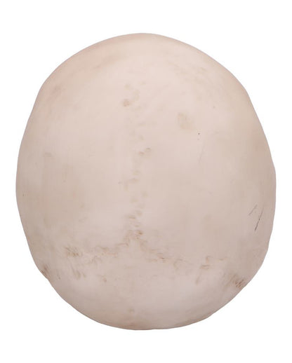 Craniology Totenschädel 16cm