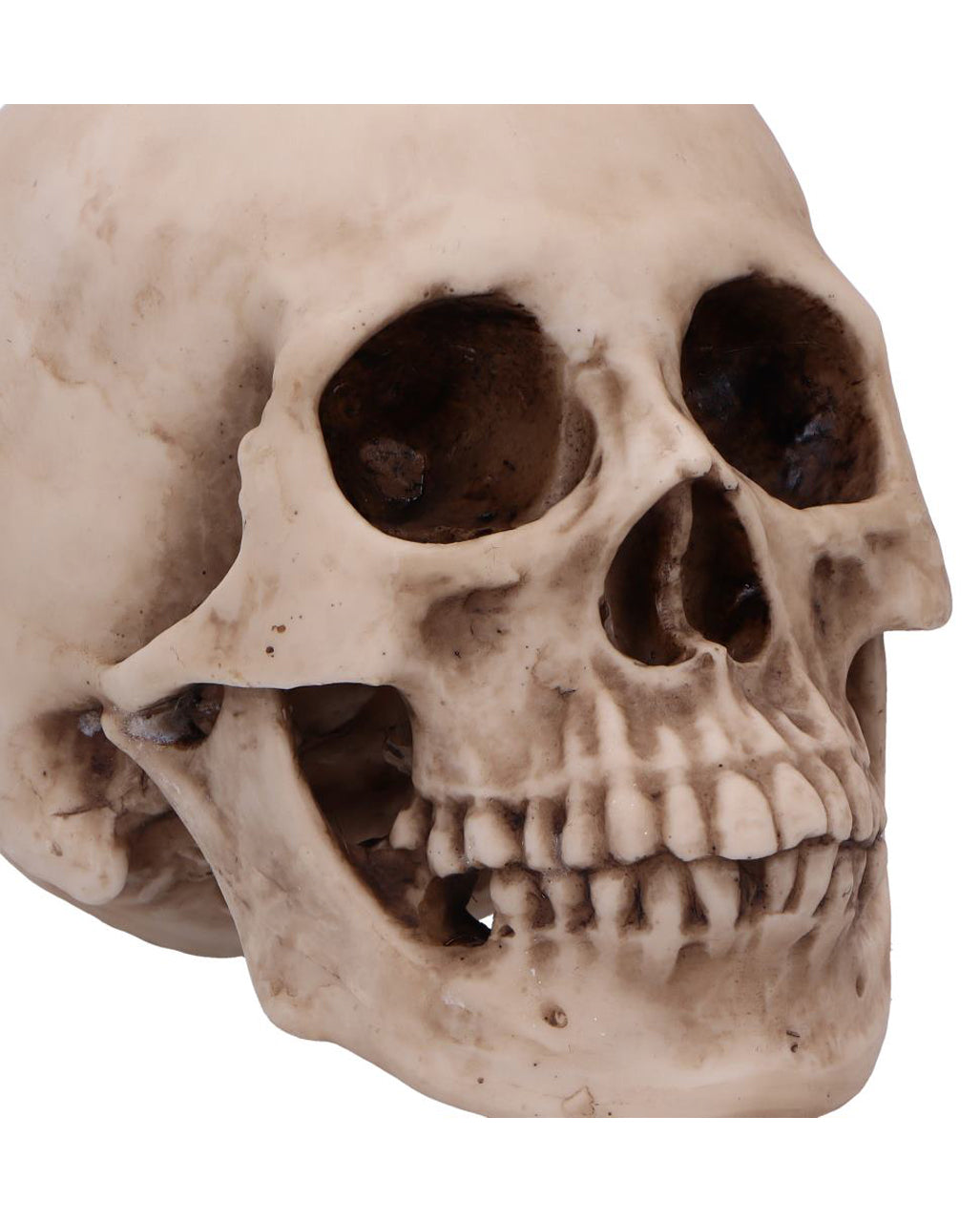 Craniology Totenschädel 16cm