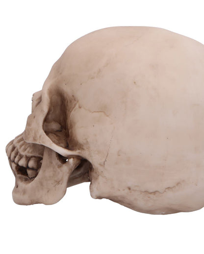 Craniology Totenschädel 16cm
