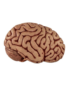 Frisches Gehirn Premium 15cm