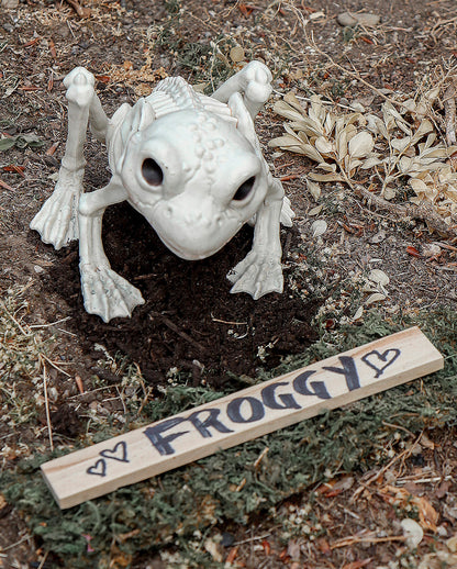 Frosch Skelett 13cm