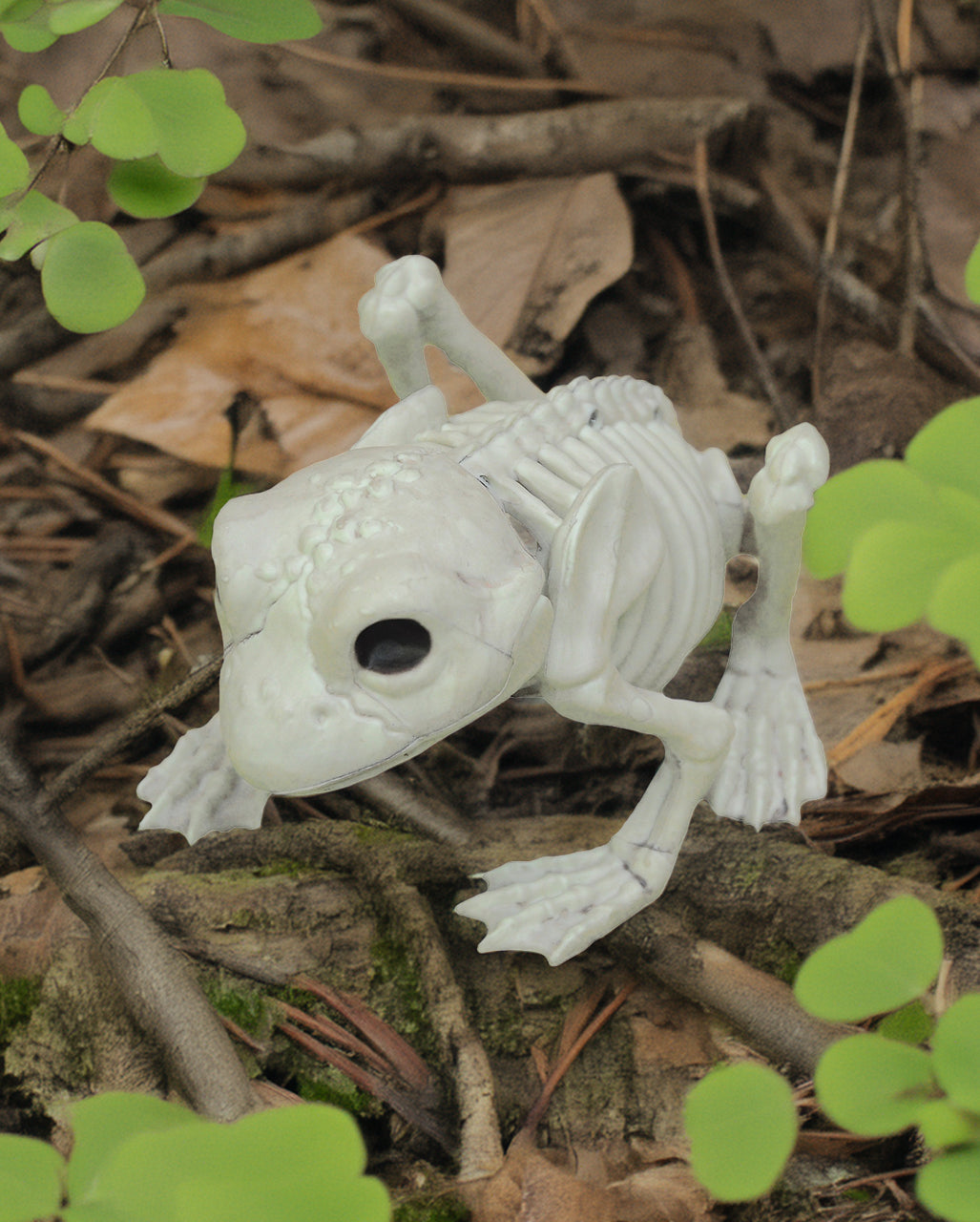 Frosch Skelett 13cm