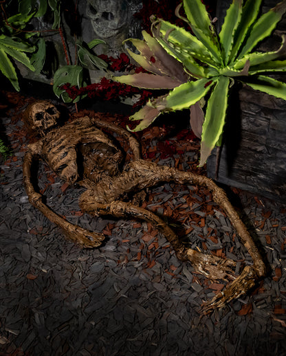 Scheletro Completo Di Un Corpo Di Palude 145 Cm