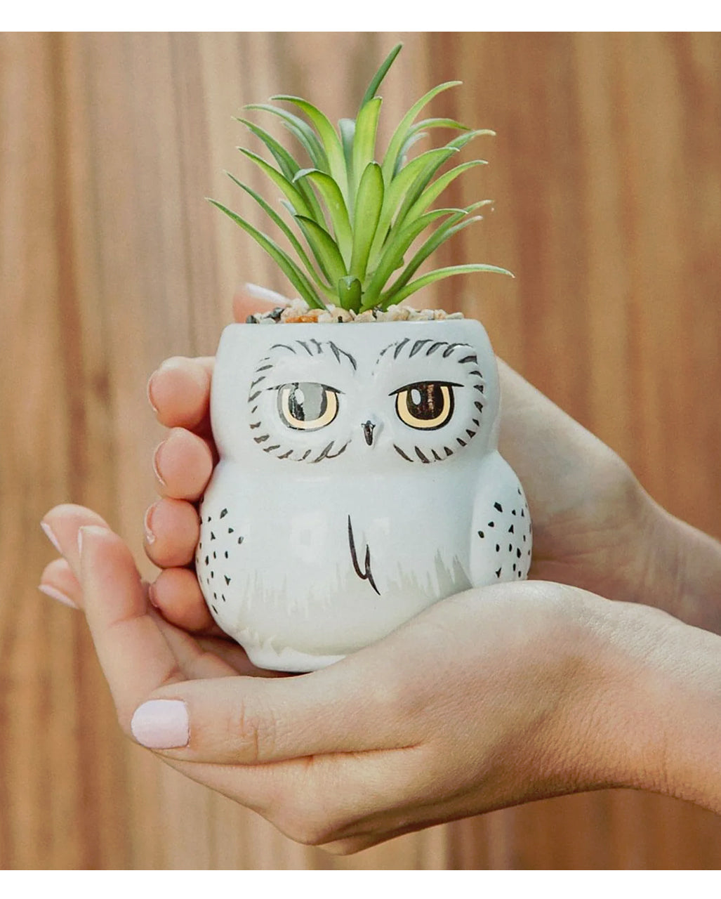 Harry Potter Hedwig Topf mit Sukkulente