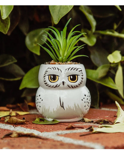 Harry Potter Hedwig Topf mit Sukkulente