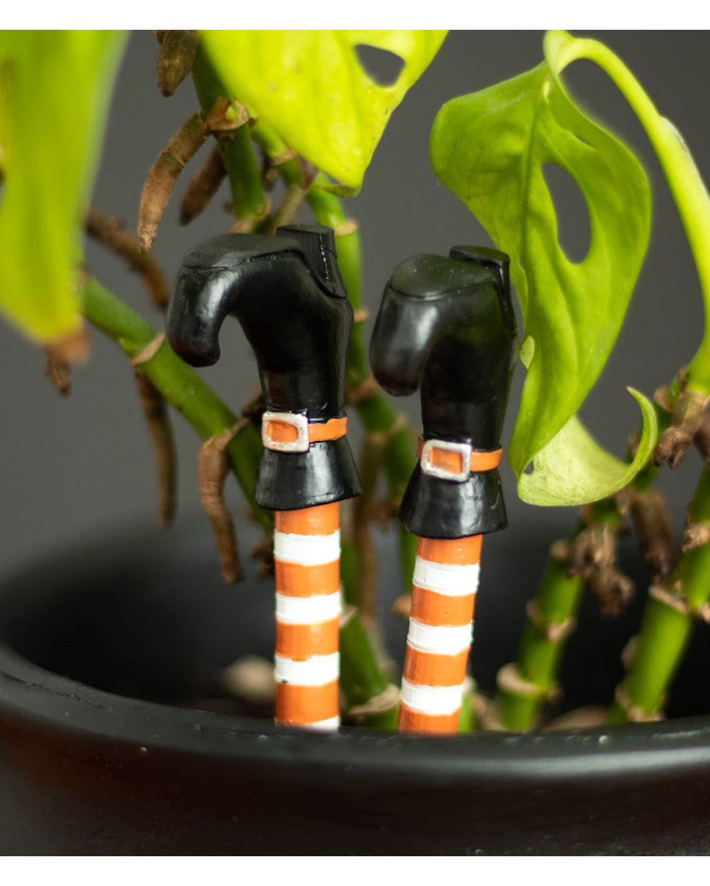 Hexenbeine als Pflanzentopf Stecker 10cm