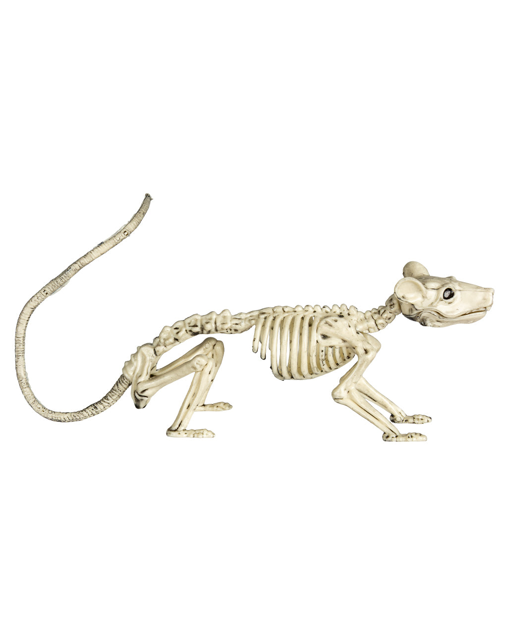 Skelett Ratte 20cm