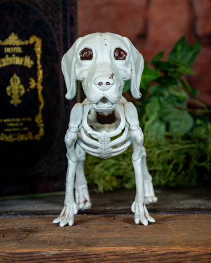 Labrador Hundeskelett als Halloween Deko 28cm