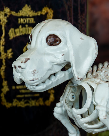 Labrador Hundeskelett als Halloween Deko 28cm