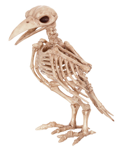 Scheletro Di Corvo