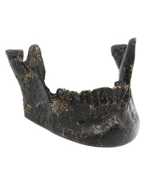 Black Lower Jaw As Business Card Holder