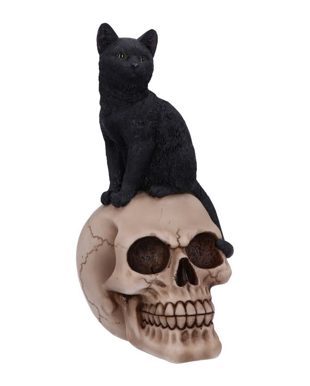 Schwarze Katze auf Totenschädel 24,3cm