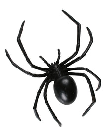 Große Schwarze Witwe