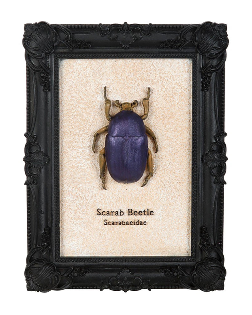 Scarabee Kever In Zwart Gotisch Frame 20cm