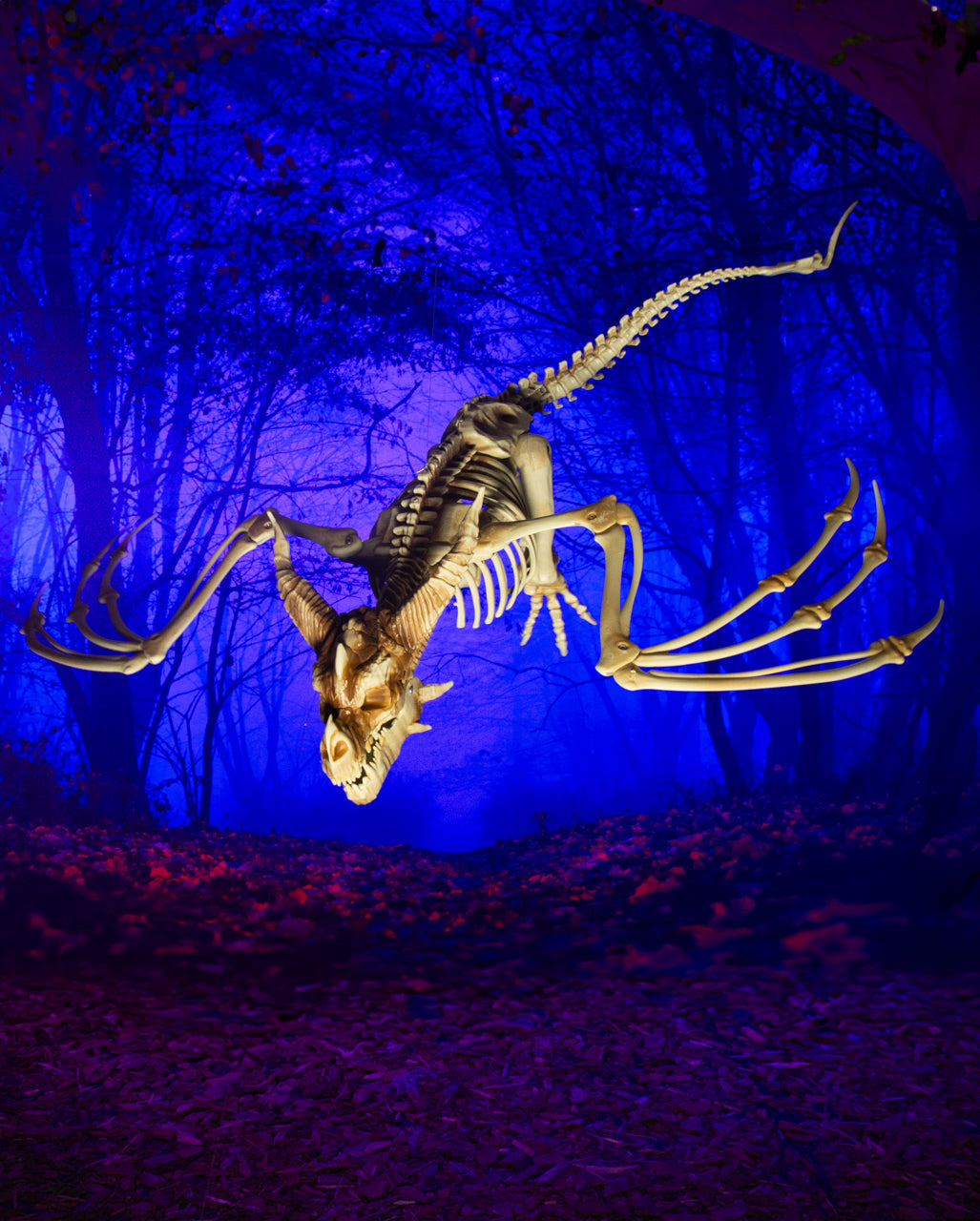 Skelett Drache mit positionierbaren Flügeln 90cm