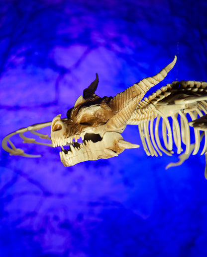 Skelett Drache mit positionierbaren Flügeln 90cm