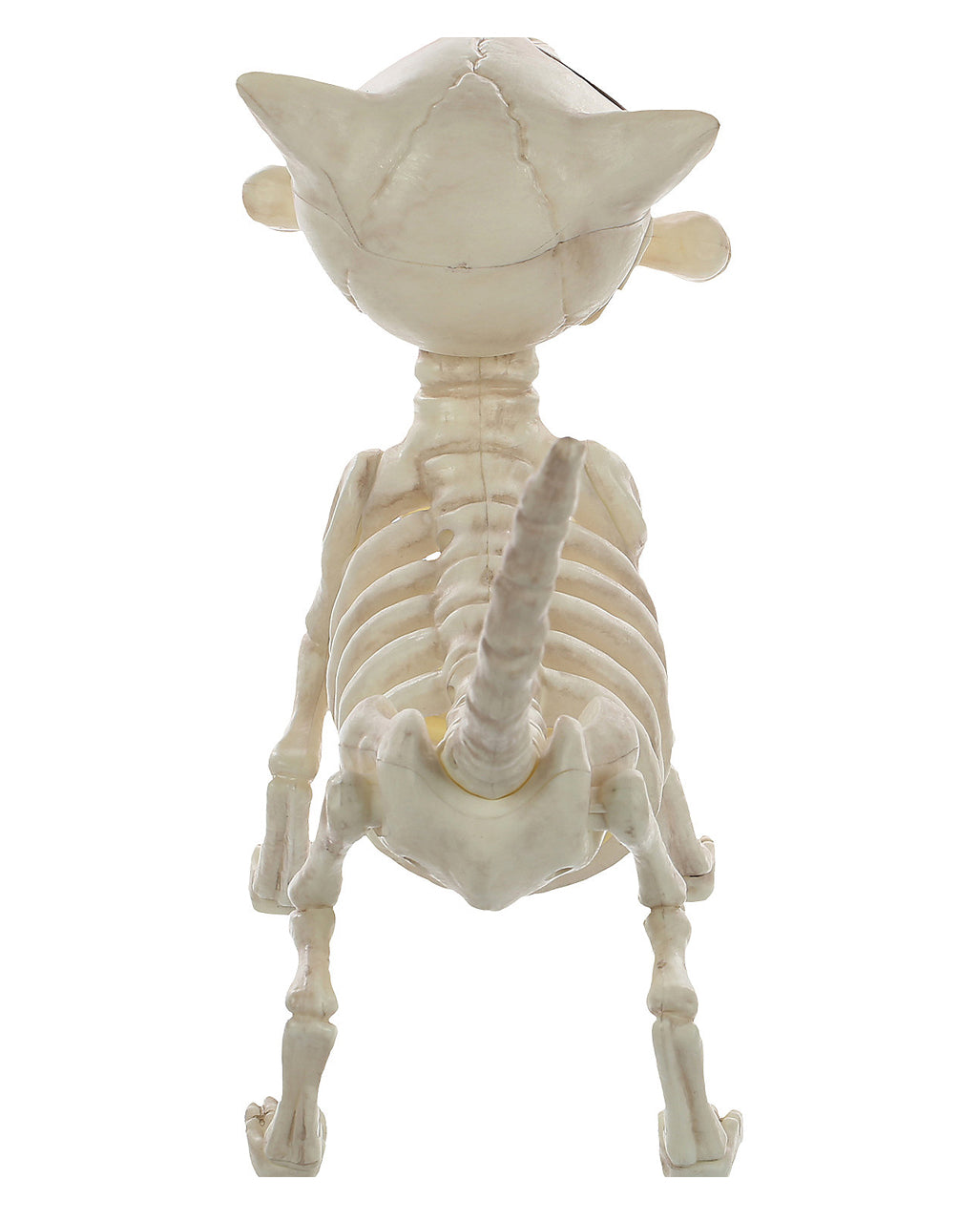 Hunde Skelett mit Knochen 27cm