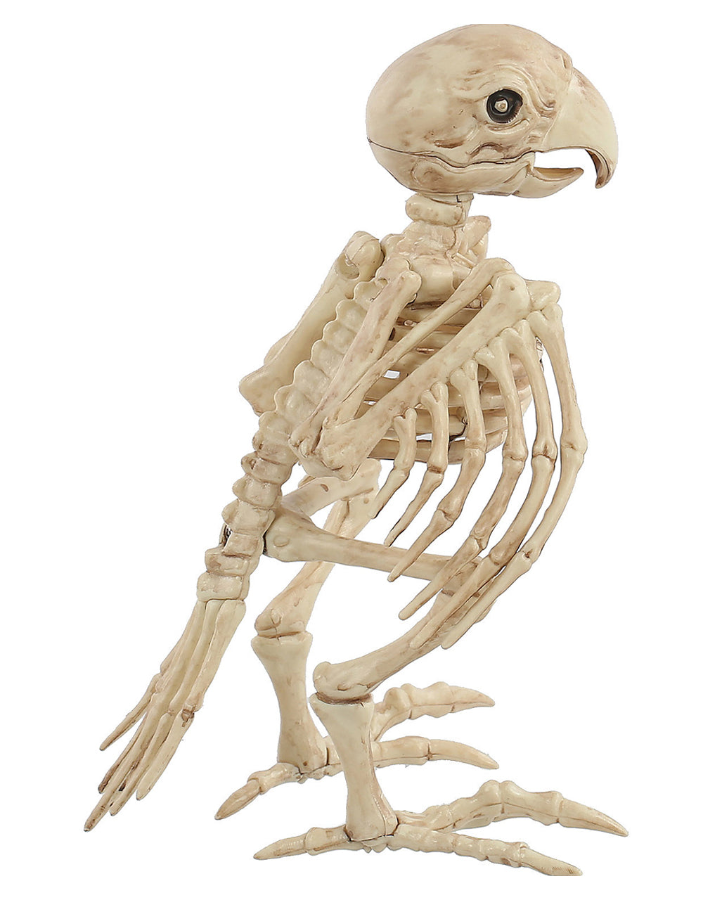 Skelett Papagei 19cm