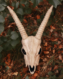 Totenschädel einer Gazelle 46cm