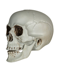 Totenkopf mit beweglichem Unterkiefer