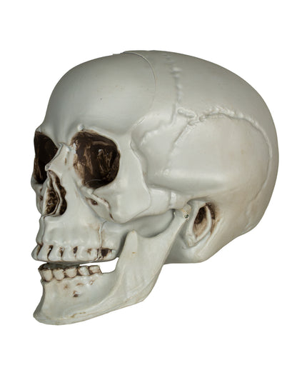 Totenkopf mit beweglichem Unterkiefer