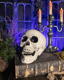 Totenkopf mit beweglichem Unterkiefer