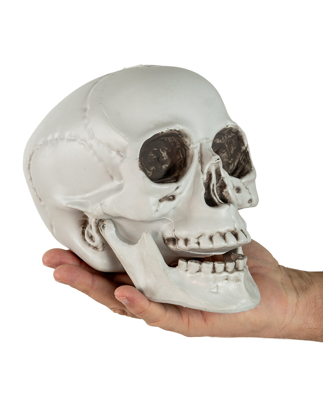 Totenkopf mit beweglichem Unterkiefer