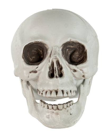 Totenkopf mit beweglichem Unterkiefer