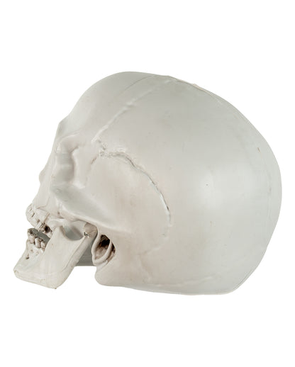 Totenkopf mit beweglichem Unterkiefer