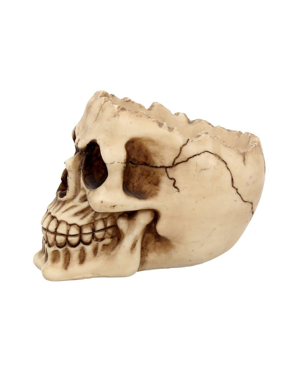 Realistische Totenschädel Schale mit offener Schädeldecke