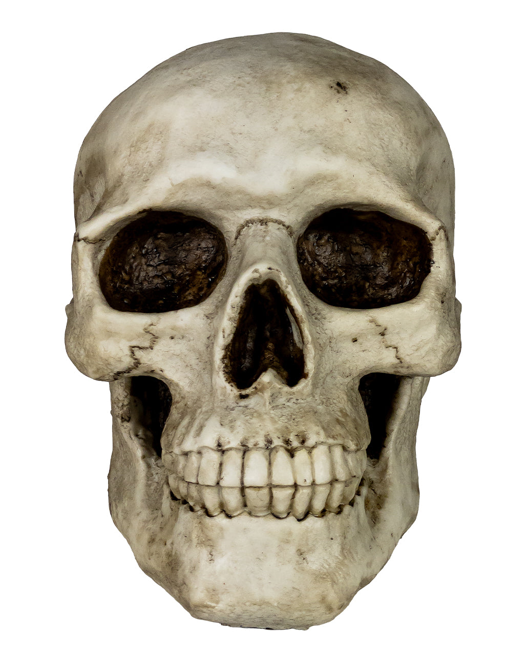 Skull Money Box 19cm