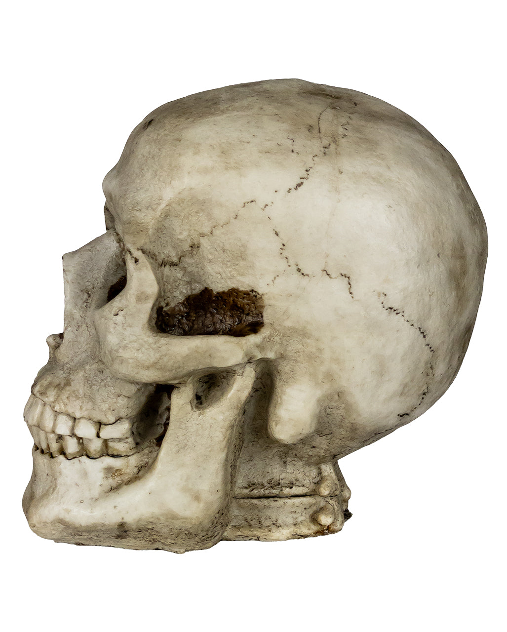 Skull Money Box 19cm