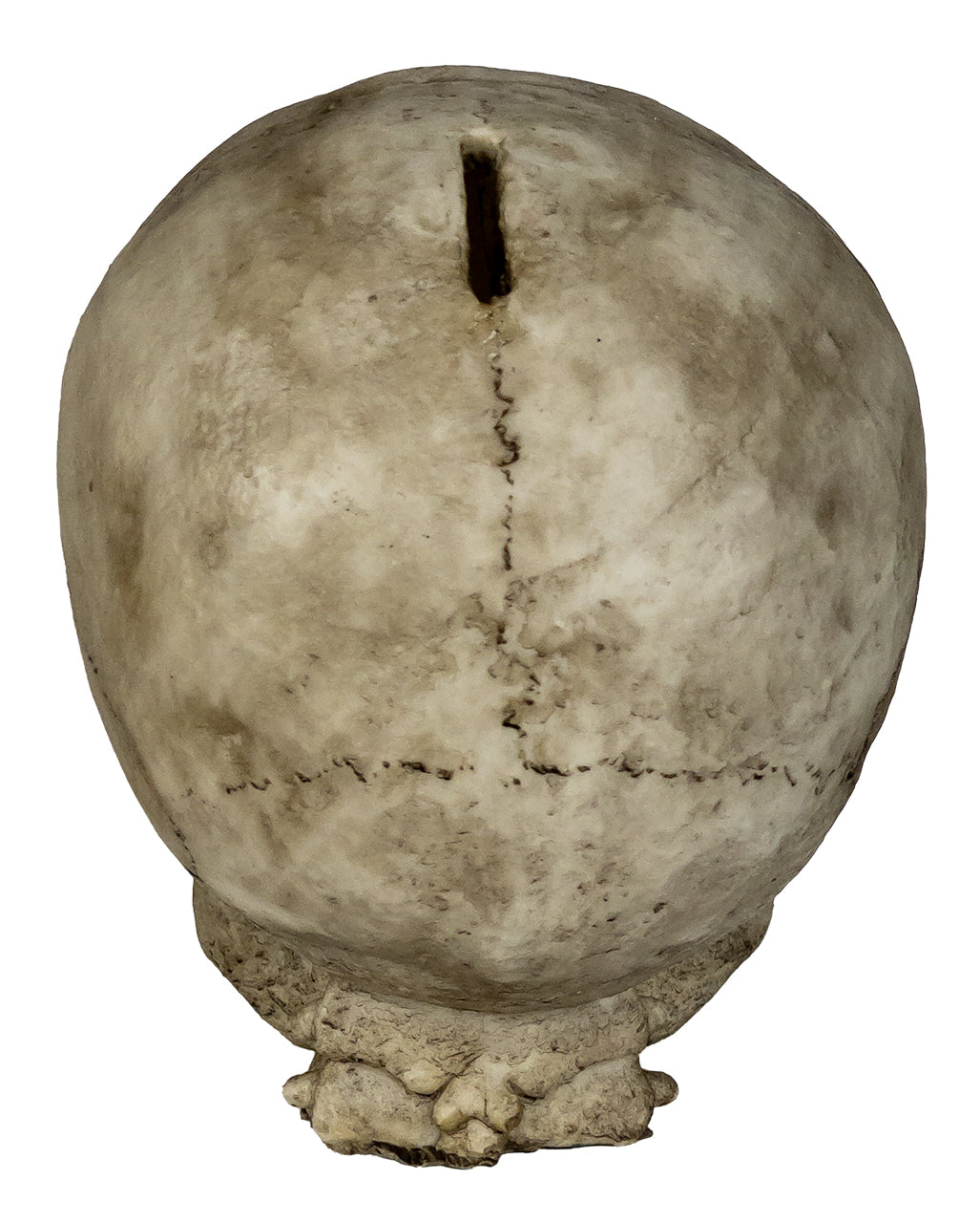 Skull Money Box 19cm