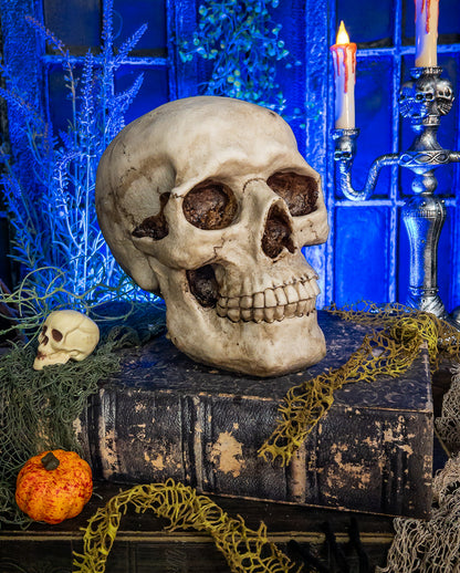 Skull Money Box 19cm
