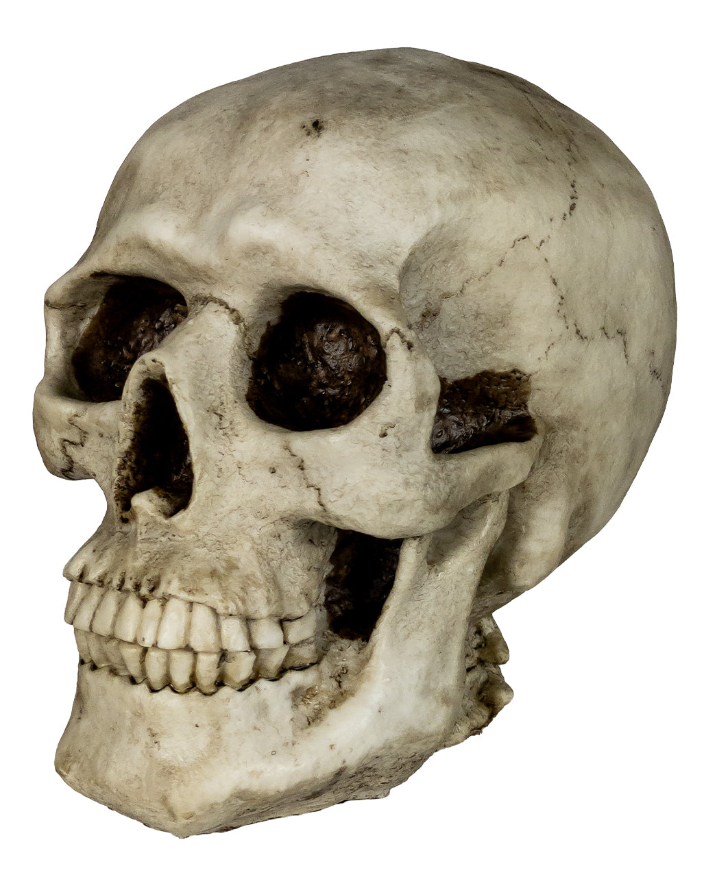 Skull Money Box 19cm