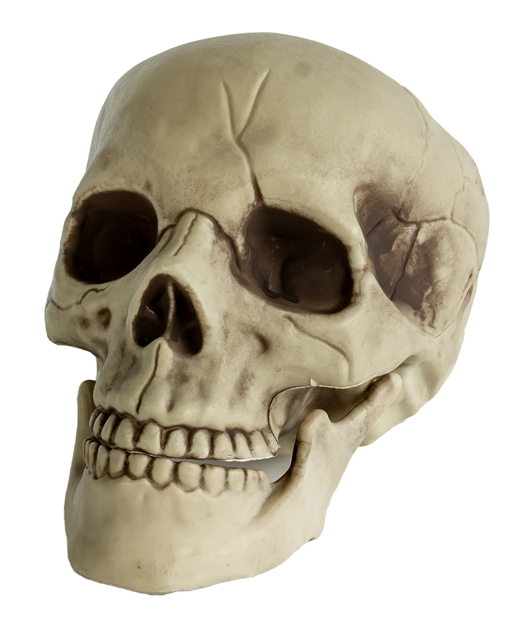 Realistischer Totenkopf mit beweglichem Kiefer 20cm