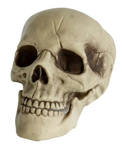 Realistischer Totenkopf mit beweglichem Kiefer 20cm