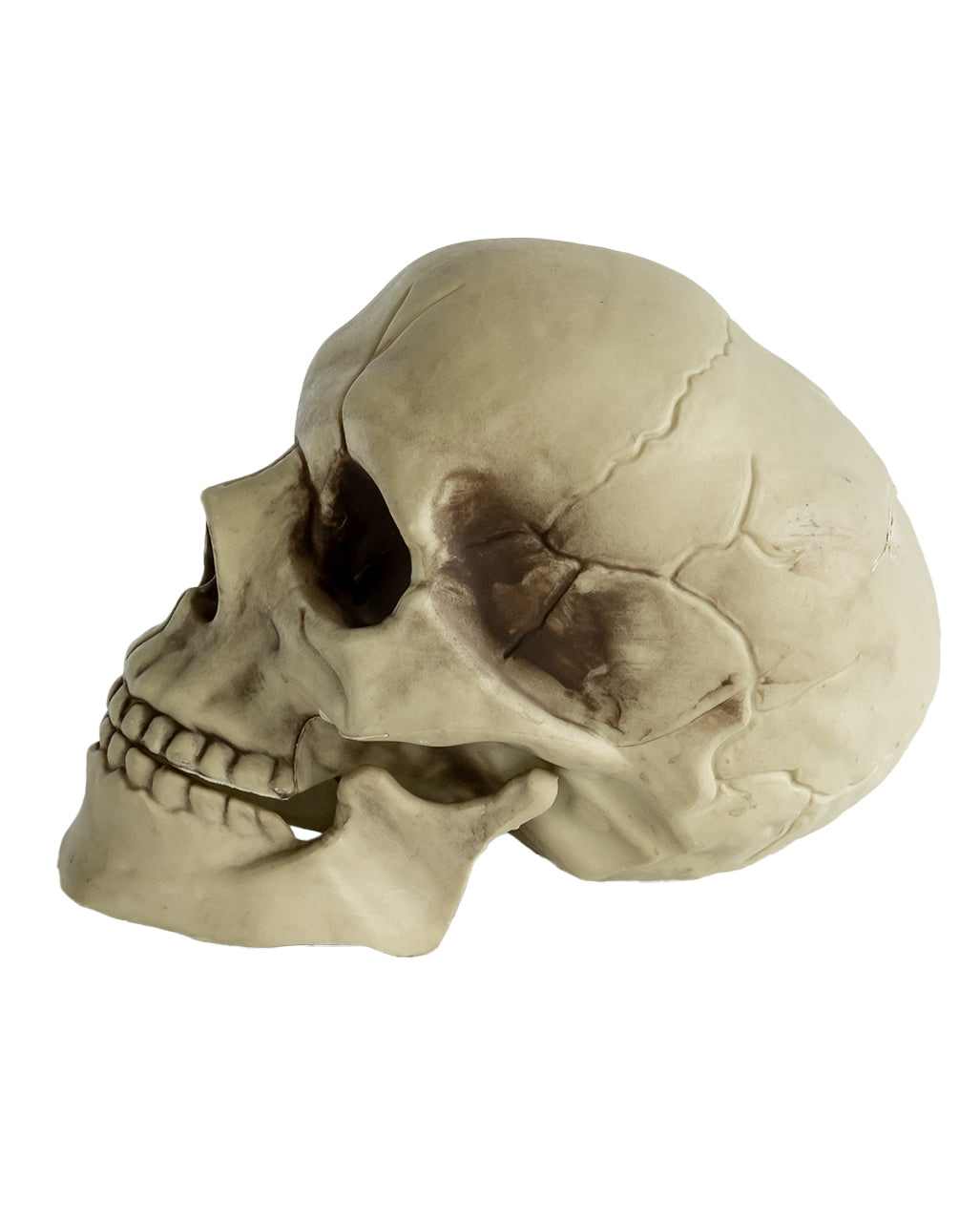 Realistischer Totenkopf mit beweglichem Kiefer 20cm