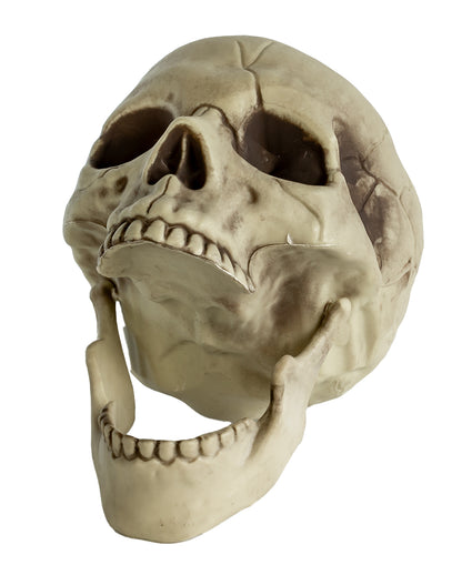 Realistischer Totenkopf mit beweglichem Kiefer 20cm