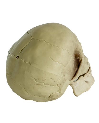 Realistischer Totenkopf mit beweglichem Kiefer 20cm